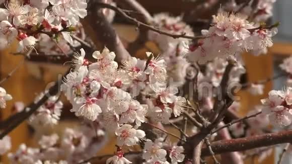 杏花开在花园里视频的预览图