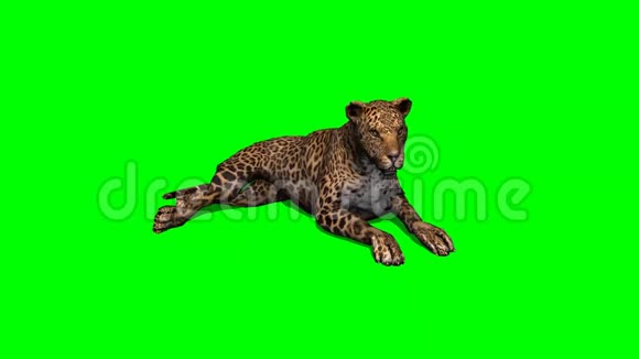 豹子坐着环顾四周绿色屏幕视频的预览图