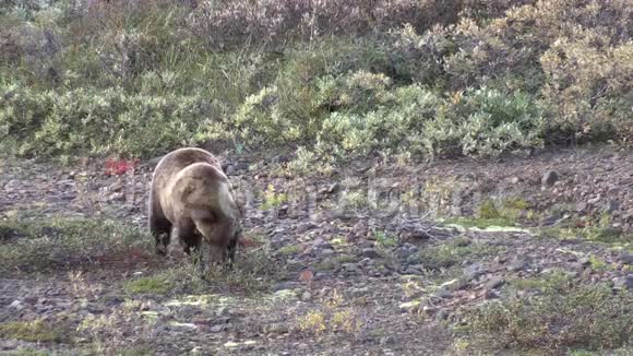 灰熊在秋天吃浆果视频的预览图