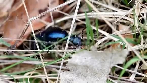 美丽的大发光甲虫视频的预览图