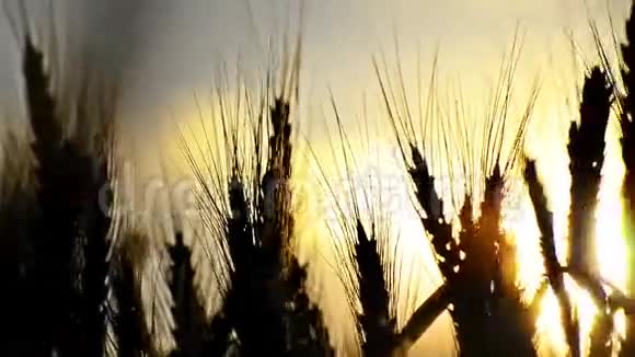 黎明日落时一口麦子视频的预览图