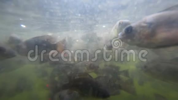 浑水中的一群鱼视频的预览图