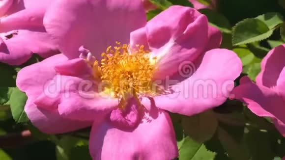 粉色玫瑰花园绽放视频的预览图