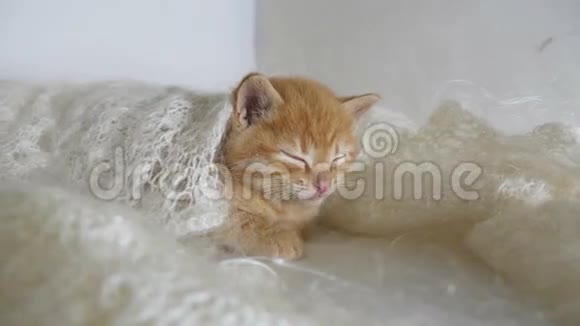 红发小猫睡着裹着针织披肩的羽绒视频视频的预览图