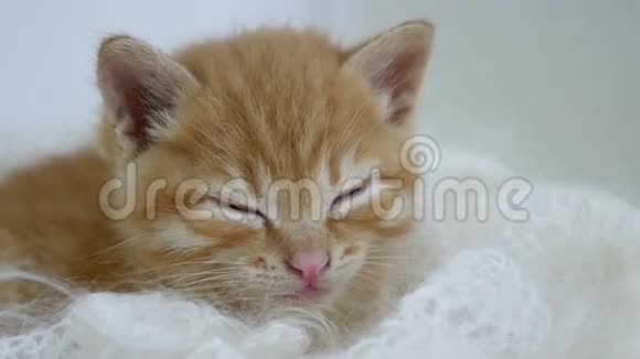 姜小猫睡在白色针织围巾猫绒毛包裹视频的预览图