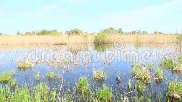 早春洪水时沼泽中生长的棕榈视频的预览图