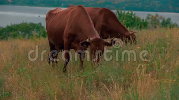 奶牛在草地上放牧视频的预览图