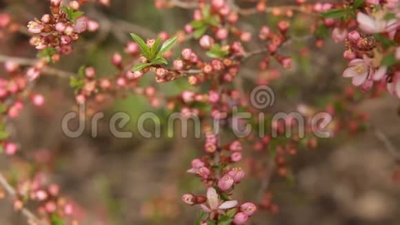 春天的花朵背景美丽的自然景象盛开的树视频的预览图