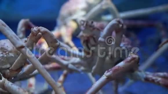 水族馆的蟹王海底深蓝色视频的预览图