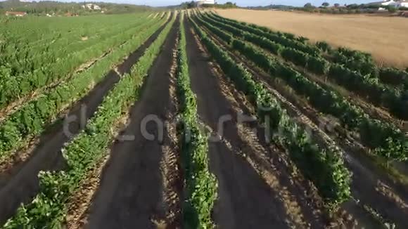 葡萄牙乡村的酒田视频的预览图