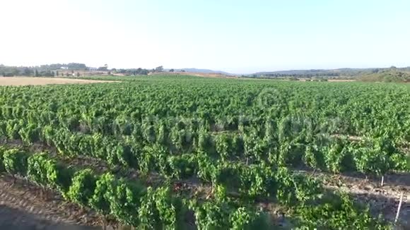 葡萄牙乡村的酒田视频的预览图