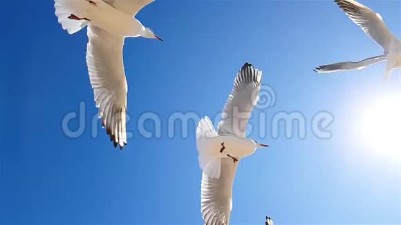 海鸥在天气好的时候顶着天空飞翔海鸥在天空的背景下缓慢运动更大的白色视频的预览图