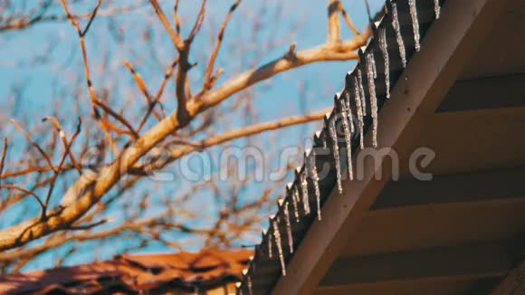 冬天的冰柱在春天的阳光下融化在屋顶上从它们的提示中滴落下来视频的预览图