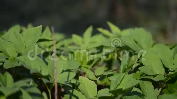 沿着绿色植被的潘右视频的预览图