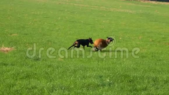 两只美丽的纯种狗跑在绿色的田野上视频的预览图