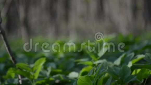 潘沿绿色植被离开视频的预览图