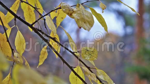 黄叶树在雨下秋落视频的预览图
