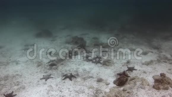 加拉帕戈斯海底的海星视频的预览图