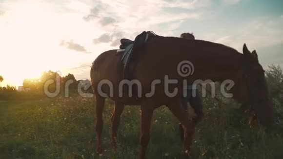 马嚼草在田野上视频的预览图