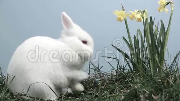 兔子用水仙花在草地上嗅嗅视频的预览图