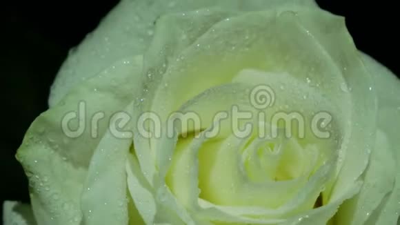 白玫瑰在滴接近视频的预览图