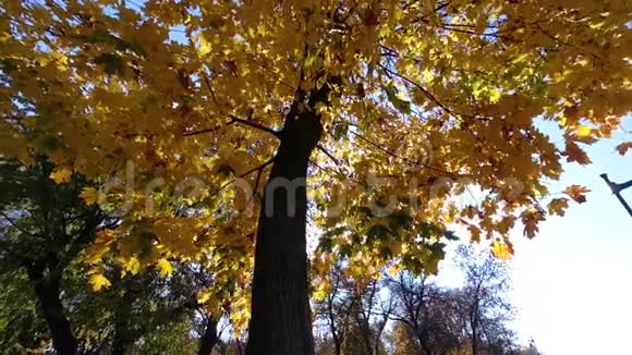 公园里有黄叶的秋树视频的预览图