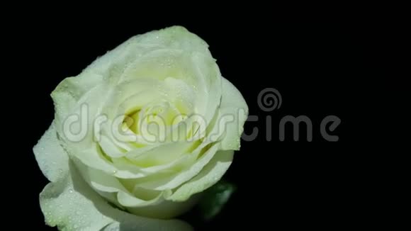 白玫瑰在滴接近视频的预览图