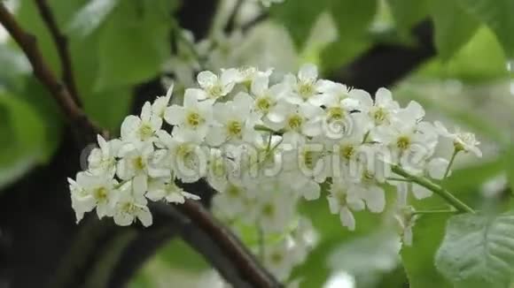 白花鸟樱花树视频的预览图