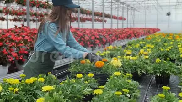 快乐的工业温室工人携带装满鲜花的盒子微笑和快乐的女人与她成长的花朵视频的预览图