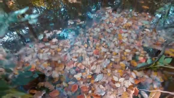 秋天湖畔落叶和树木倒影视频的预览图