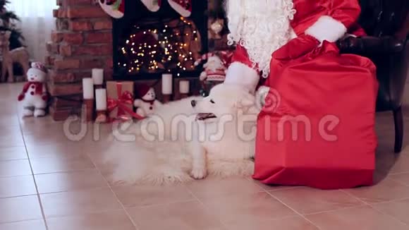圣诞老人和狗坐在圣诞树附近视频的预览图