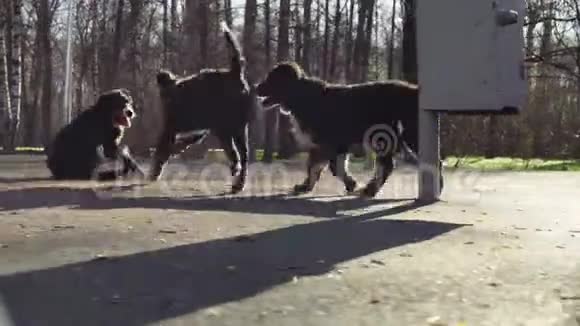 伯尼斯牧羊犬小狗在公园里奔跑视频的预览图