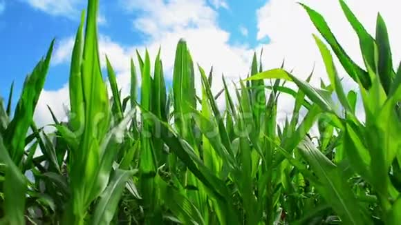 农业耕地上的绿色玉米玉米玉米玉米玉米等植物视频的预览图