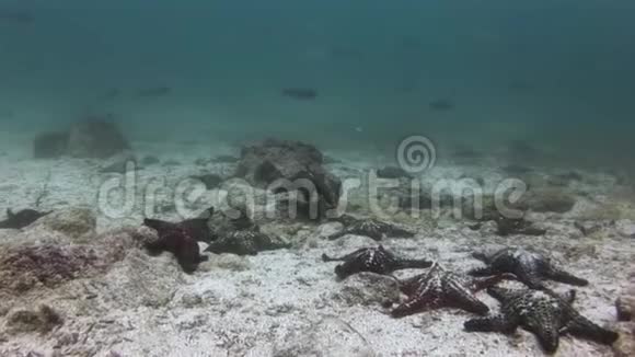 加拉帕戈斯海底的海星视频的预览图