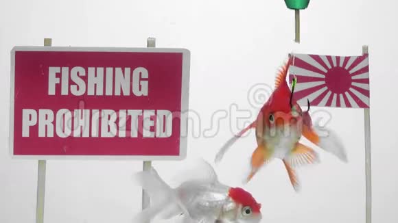 禁止捕鱼视频的预览图