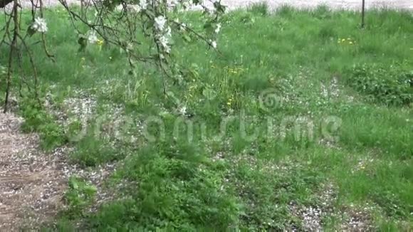 春天落下来的苹果树在草地上绽放花瓣视频的预览图