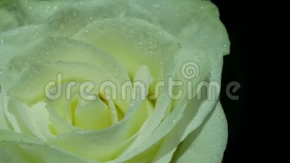 白色的玫瑰在水滴中接近视频的预览图
