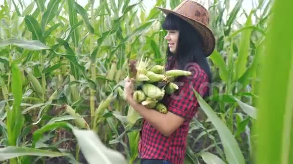 智慧生态收割农业耕作理念农民女孩植物研究员在生活方式上收获玉米芯视频的预览图