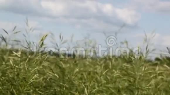 高高的草地视频的预览图