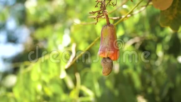 坚果树腰果种植坚果菲律宾巴拉望布桑加视频的预览图