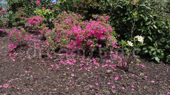花园里美丽的粉红色花朵高清镜头视频的预览图