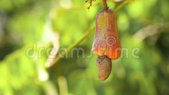 坚果树腰果种植坚果菲律宾巴拉望布桑加视频的预览图