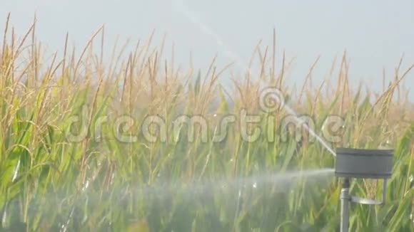 给玉米种植园浇水灌溉密切视频的预览图