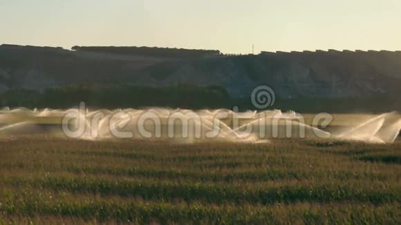 日落时的灌溉系统玉米种植园视频的预览图