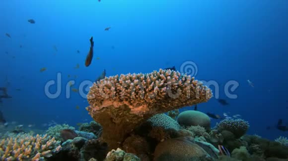 蓝水珊瑚礁鱼视频的预览图