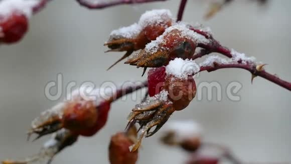 野狗蔷薇野秋天雪中藏浆果视频的预览图