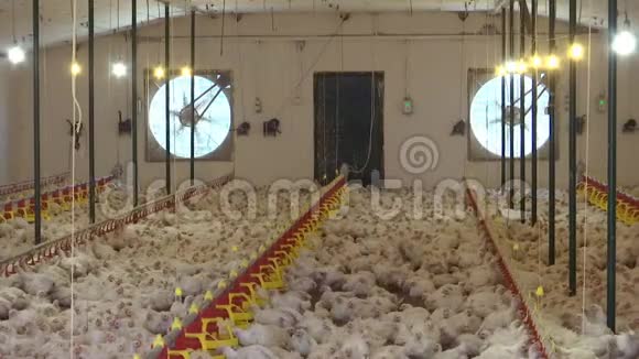 鸡禽养殖场视频的预览图