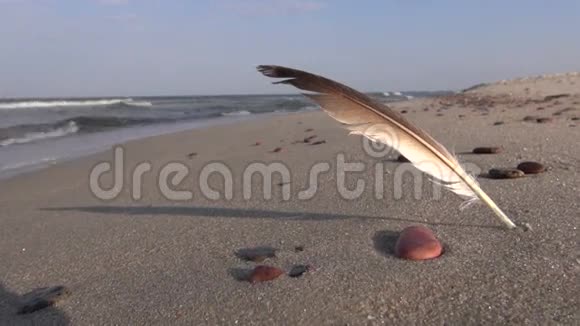 海滩沙滩上的海鸥鸟羽毛视频的预览图