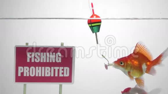 禁止捕鱼视频的预览图