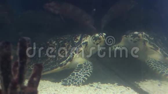 海龟视频的预览图